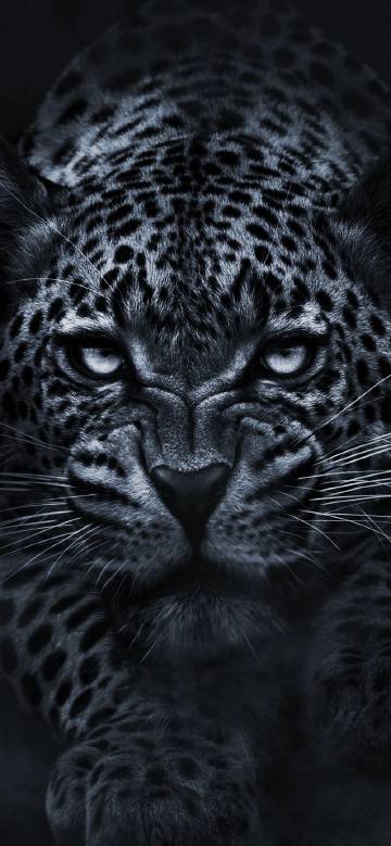 Black panther with cold eyes 4k phone wallpaper