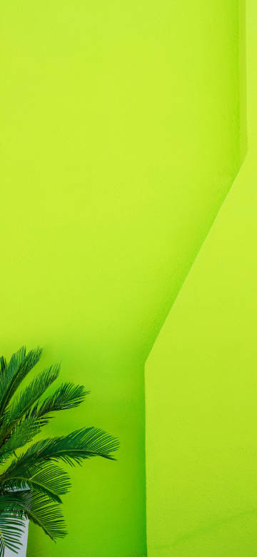 Small Palm Tree Near The Green Wall 4K Phone Wallpaper