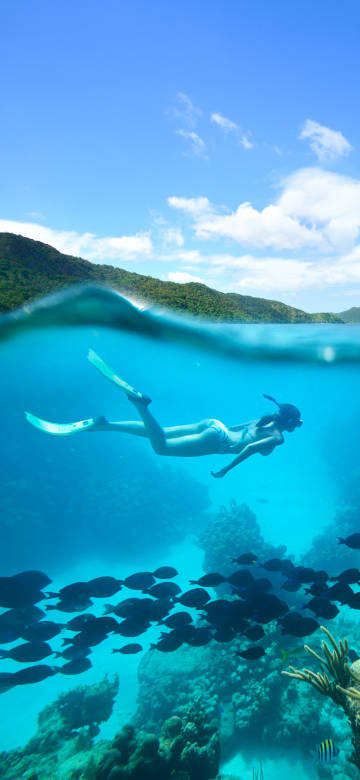 Encounter the colorful world under the sea phone wallpaper