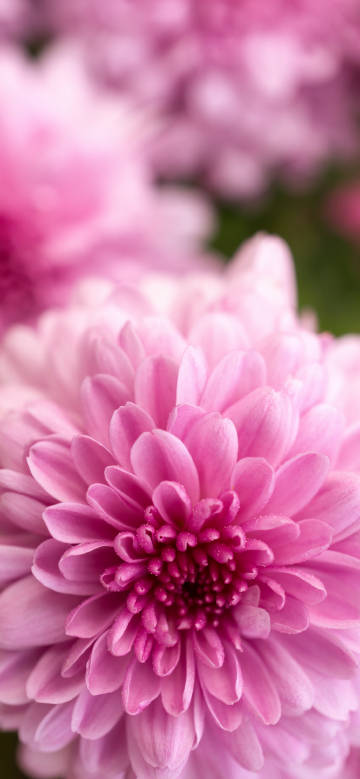 A pink chrysanthemum delicate texture phone wallpaper