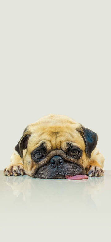 Cute pug lying on the ground mobile wallpaper