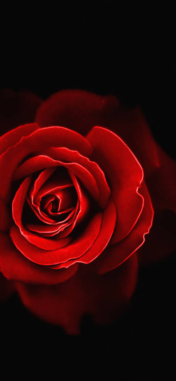 Red rose close-up phone wallpaper