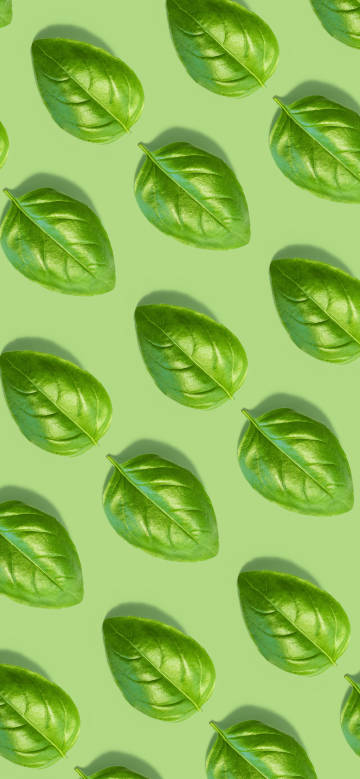 Spread green leaves all over the screen phone wallpaper
