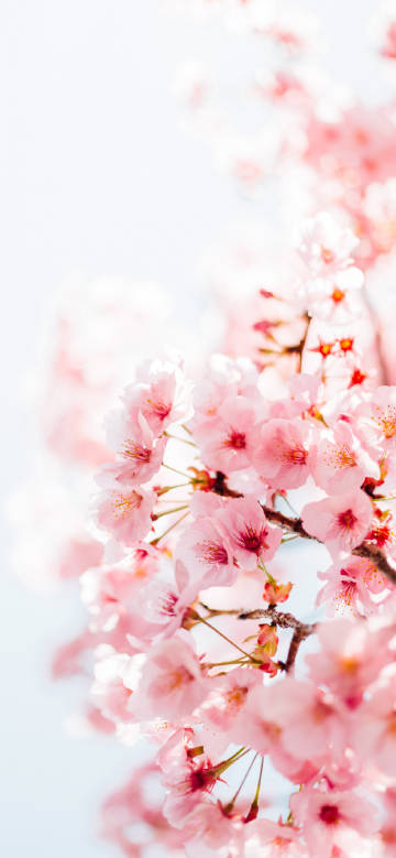 Delicate pink cherry blossoms