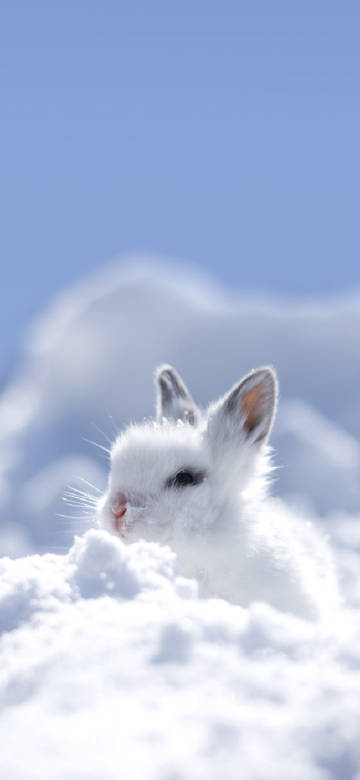 Little white rabbit in the snow phone wallpaper