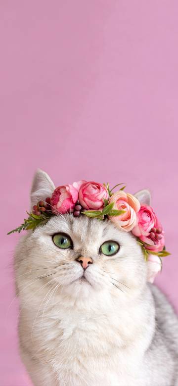 White cat with a wreath on its head