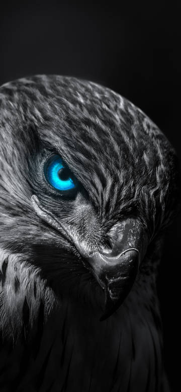 Eagle with sharp blue eyes
