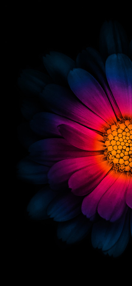 Colorful flowers in the dark