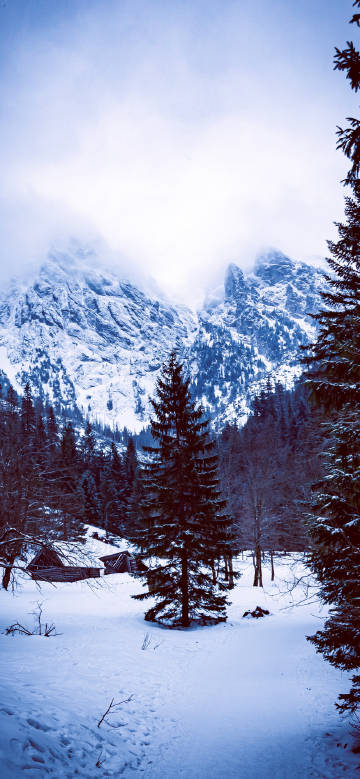 Snow-covered mountains and dense pine forests in winter
