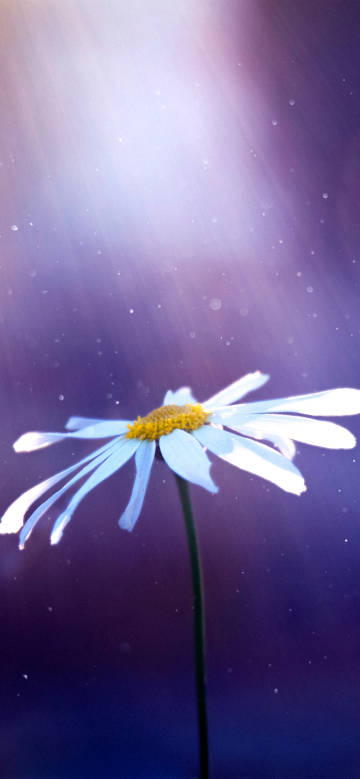 Light on daisies