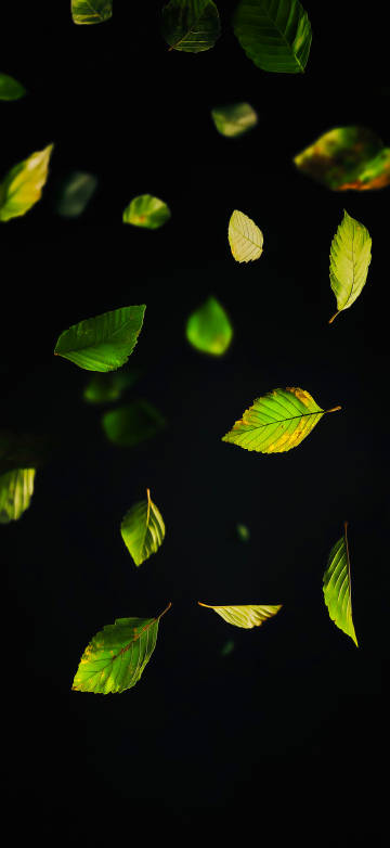 Scattered green leaves