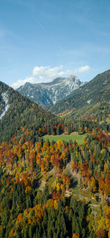 Densely forested mountains, autumn trees, blue skies and white clouds
