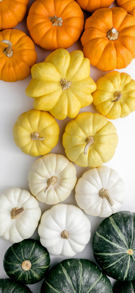 Pumpkins of various colors phone wallpaper