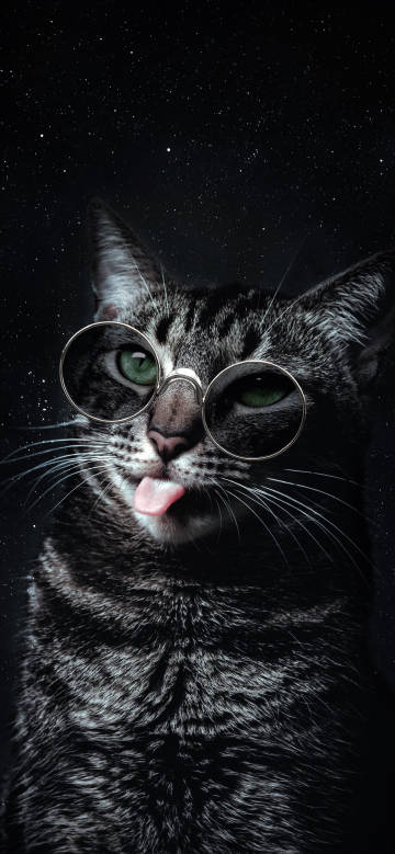Cat wearing glasses sticking out tongue phone wallpaper