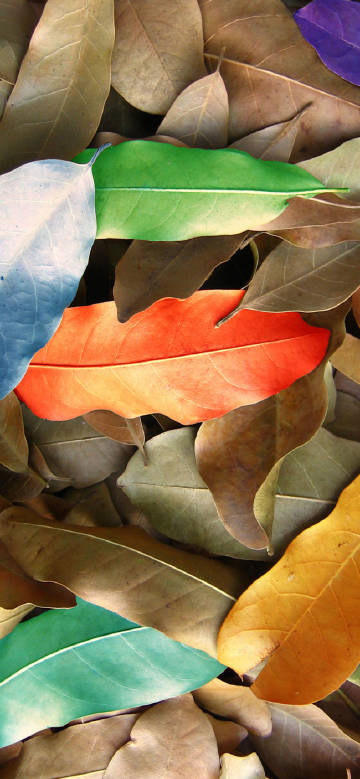 Leaves of various colors phone wallpaper