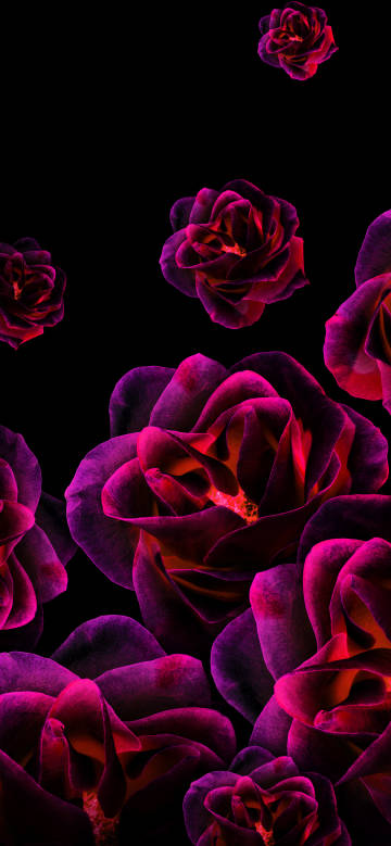 Vibrant Red Roses on Black Background 4K Wallpaper