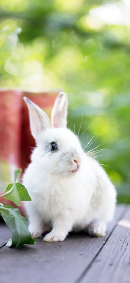 Fluffy Bunny in Green Garden 4K Phone Wallpaper