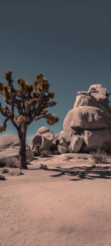 Unique Trees and Massive Rocks in the Desert 4K Wallpaper