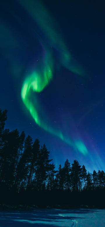 Dancing aurora above trees phone wallpaper