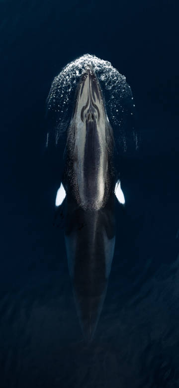 Top-Down Shot of a Whale Breaching the Surface