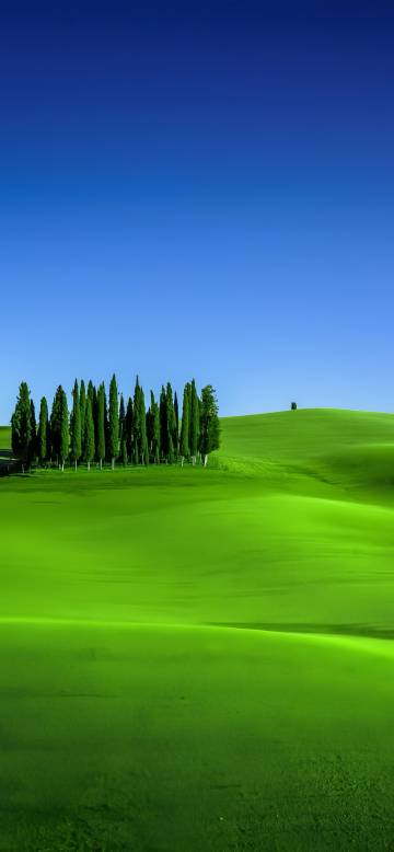 Tall Cypress Trees on Rolling Hills