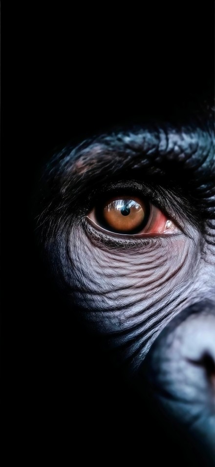 Close-up of a gorilla's eye phone wallpaper