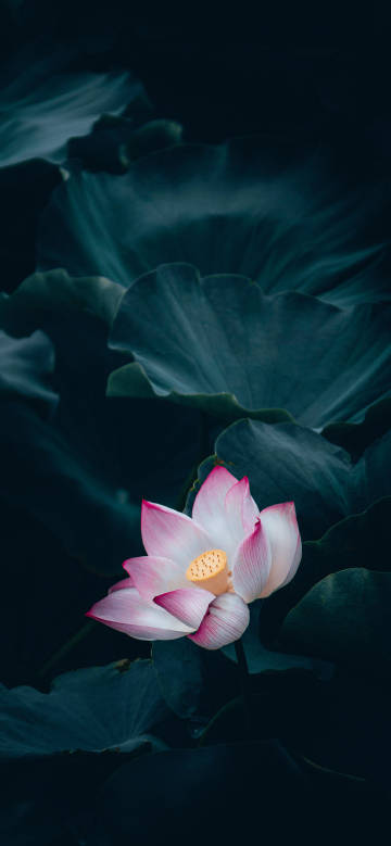 Pink lotus among dark green leaves phone wallpaper