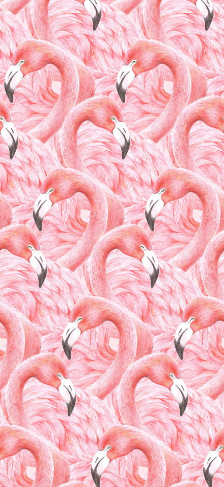 The Screen is Full of Flamingo Pattern Background HD Wallpaper