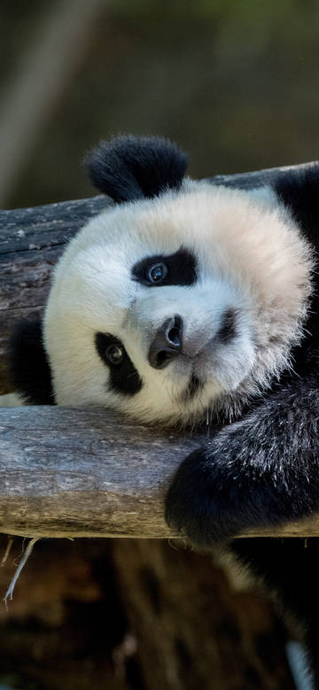 Cute Panda Resting on a Log 4K Phone Wallpaper