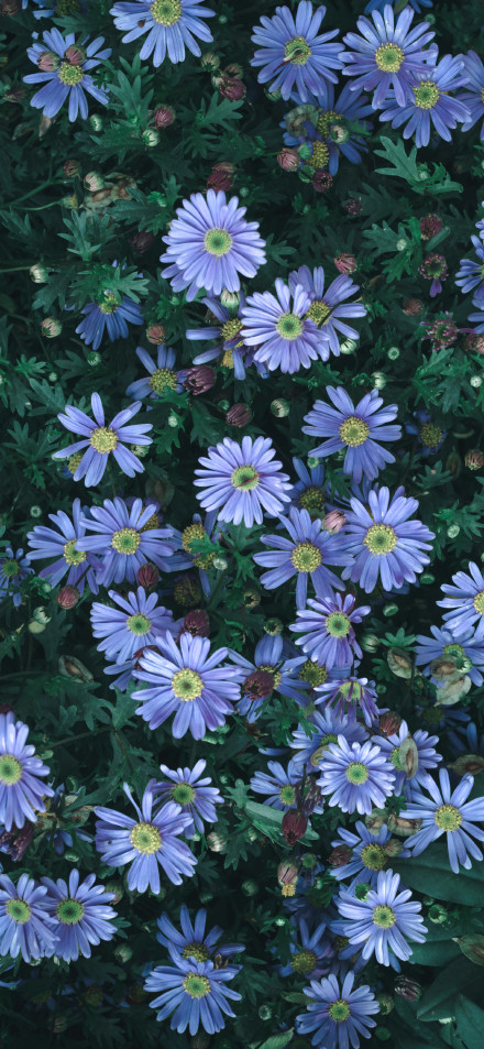 Blue-Purple Flowers Fresh 4K Phone Wallpaper