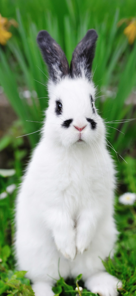Adorable Baby Rabbit with Black Ears 4K Phone Wallpaper
