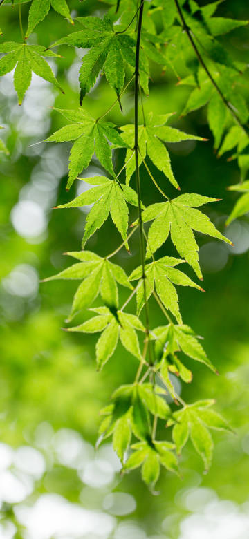 Green Maple Leaves in Sunlight 4K Phone Wallpaper