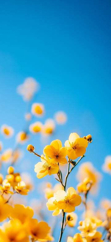 Vibrant Yellow Flowers Against Clear Blue Sky Wallpaper 4K