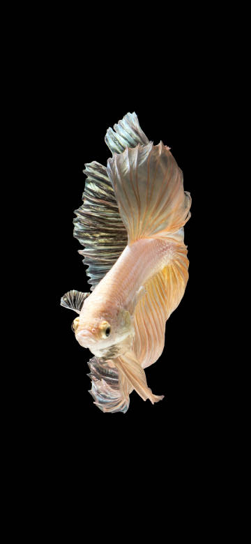 Elegant Platinum White Betta Fish 4K Wallpaper