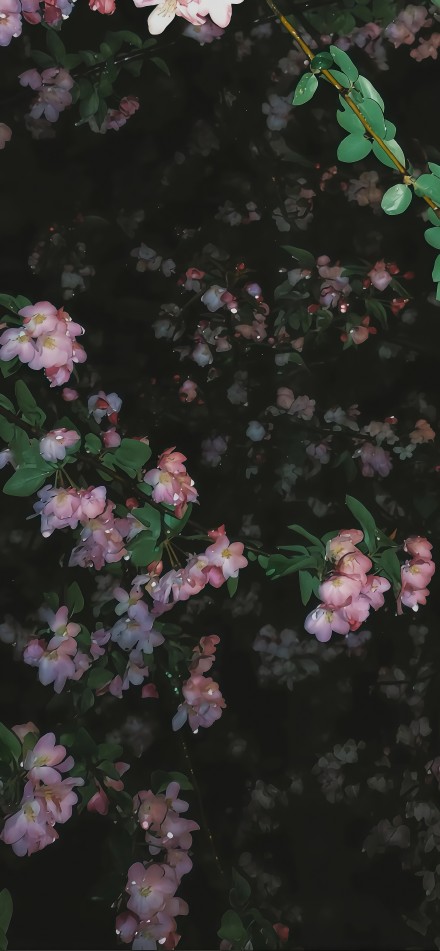 Aesthetic Pink Blossoms in Dark Night 4K Wallpaper