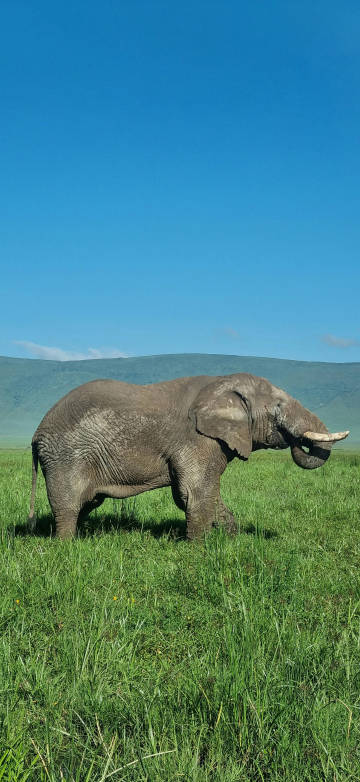 Elephants on grassland with blue sky 4K Phone Wallpaper
