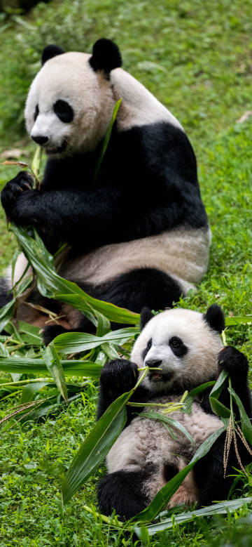 Panda Mom and Baby Eating Bamboo on Grass 4K Phone Wallpaper