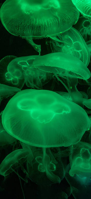 Close-Up Photo of Green Jellyfishes Underwater 4K Phone Wallpaper
