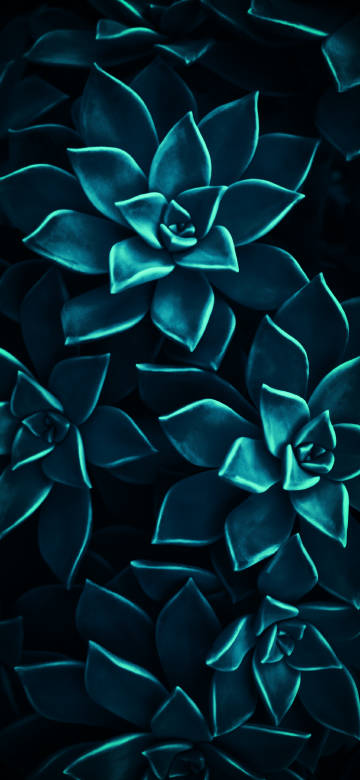 Dark Blue Succulent Leaves Close-Up 4K Wallpaper