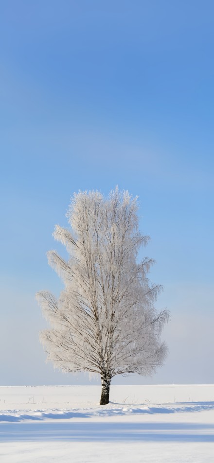 A Tree on the Vast Snowy Plain 4K Wallpaper