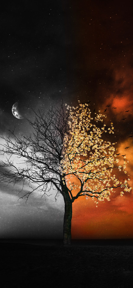 A tree that's half night and half day fantasy Phone Wallpaper