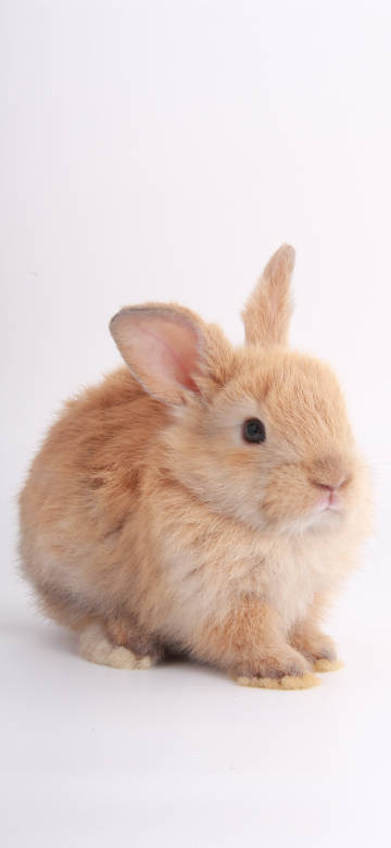 Adorable Light Brown Rabbit Close-Up 4K Phone Wallpaper