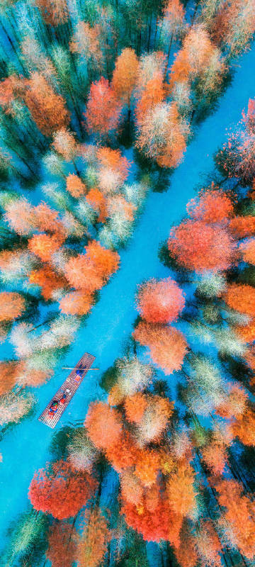 Beautiful redwood forest phone wallpaper