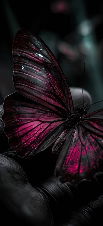 Beautiful Dark Magenta Butterfly Wallpaper 4K