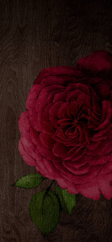 Red Rose On Dark Wooden Background 4K Phone Wallpaper