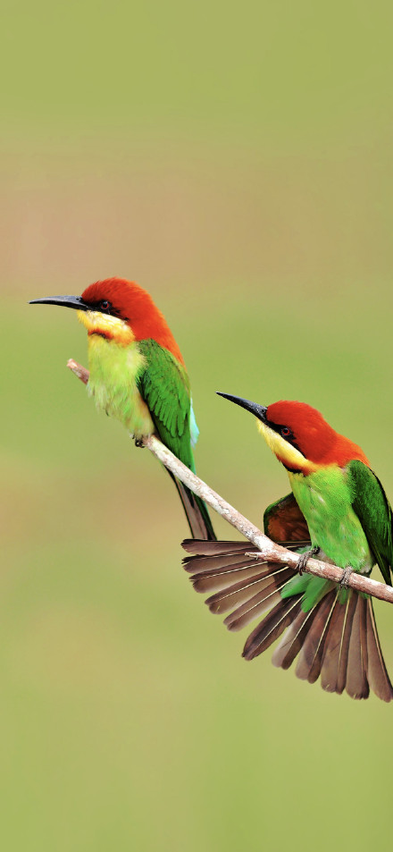 Colorful birds perched on branch phone wallpaper