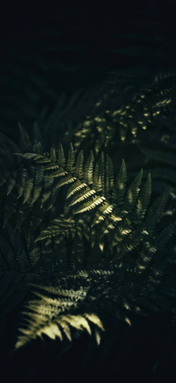 Aesthetic Deep Green Forest Plant Wallpaper