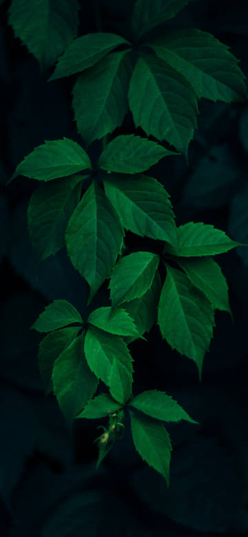 Dark Green Leaves Aesthetic Wallpaper