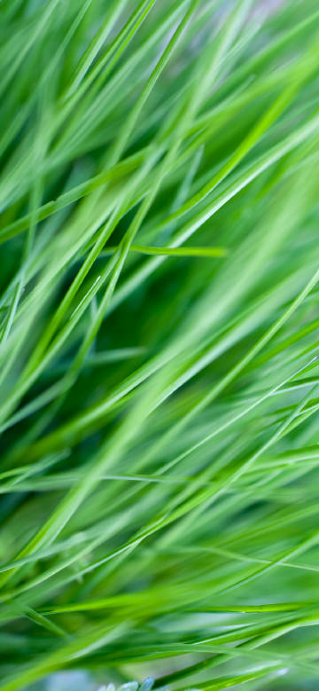 Fresh eye protection green plant 4K phone wallpaper