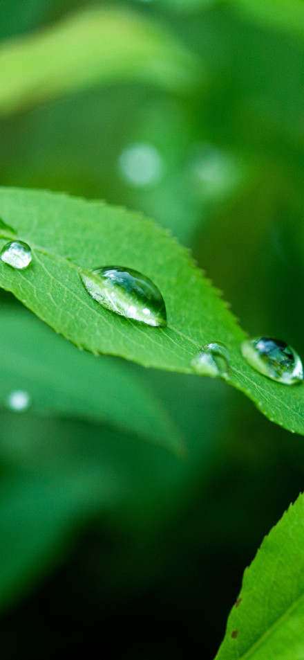 Dew Drops on Fresh Green Leaf 4K Phone Wallpaper